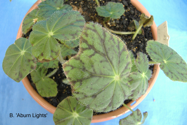 B. ‘Auburn Lights’